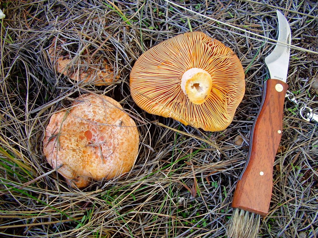 niscalos-rovellons-robellones-lactarius deliciosus - la casa de las setas
