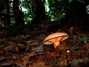 niscalos-rovellons-robellones-lactarius deliciosus - la casa de las setas