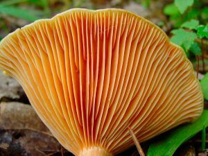 niscalos-rovellons-robellones-lactarius deliciosus - la casa de las setas