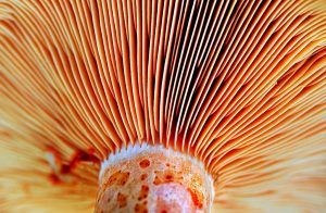 niscalos-rovellons-robellones-lactarius deliciosus - la casa de las setas
