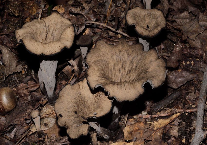 trompeta de los muertos-craterellus-cornucopioides-trompeta negra-la casa de las setas