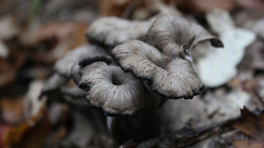 trompeta de los muertos-craterellus-cornucopioides-trompeta negra-la casa de las setas