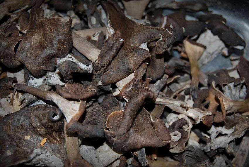 trompeta de los muertos-craterellus-cornucopioides-trompeta negra-la casa de las setas