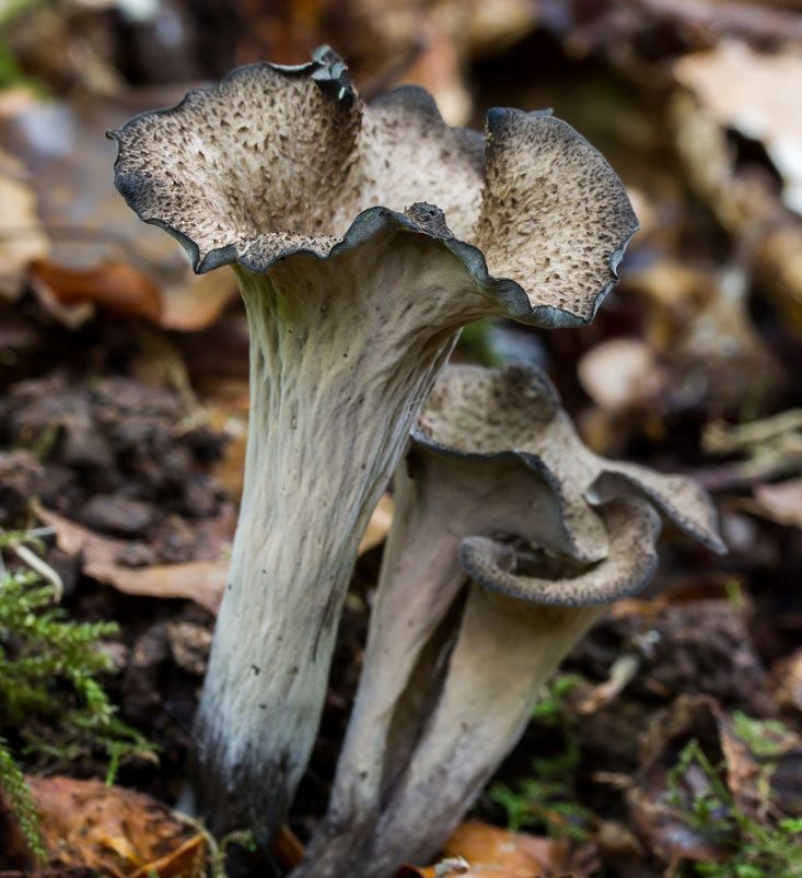 trompeta de los muertos-craterellus-cornucopioides-trompeta negra-la casa de las setas