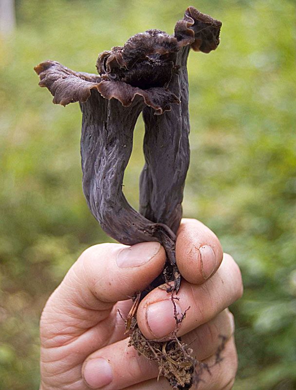 trompeta de los muertos-craterellus-cornucopioides-trompeta negra-la casa de las setas