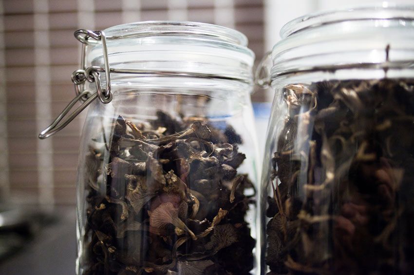 trompeta de los muertos-craterellus-cornucopioides-trompeta negra-la casa de las setas