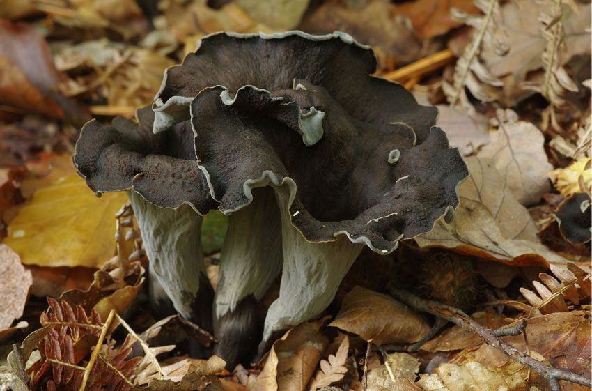 trompeta de los muertos-craterellus-cornucopioides-trompeta negra-la casa de las setas