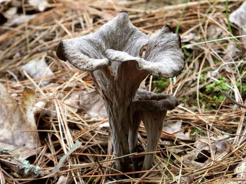 trompeta de los muertos-craterellus-cornucopioides-trompeta negra-la casa de las setas