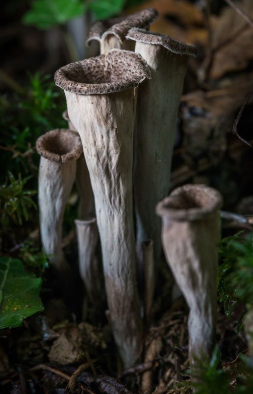 trompeta de los muertos-craterellus-cornucopioides-trompeta negra-la casa de las setas
