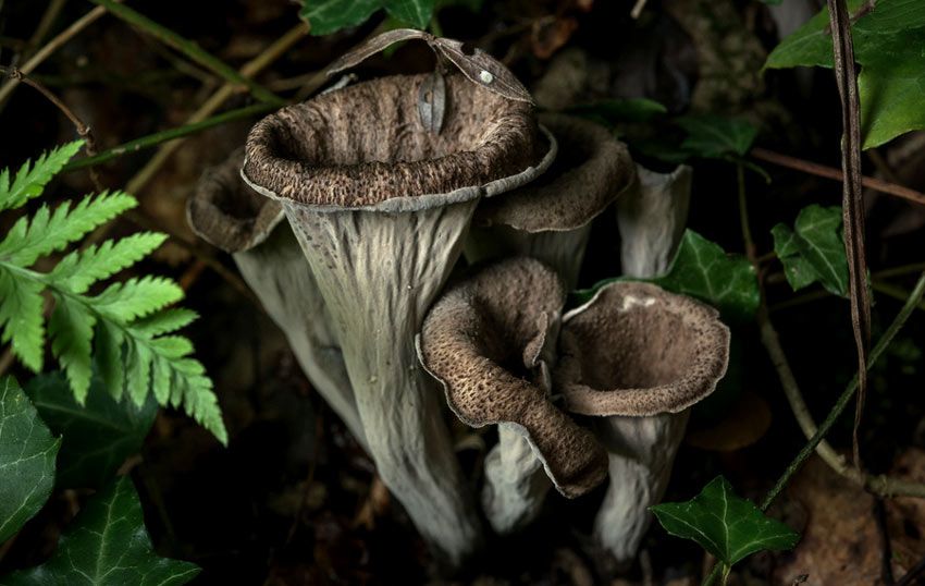 trompeta de los muertos-craterellus-cornucopioides-trompeta negra-la casa de las setas
