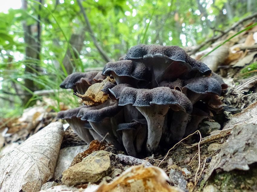 trompeta de los muertos-craterellus-cornucopioides-trompeta negra-la casa de las setas