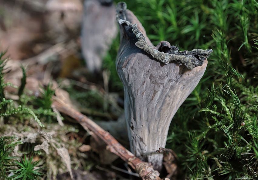 trompeta de los muertos-craterellus-cornucopioides-trompeta negra-la casa de las setas