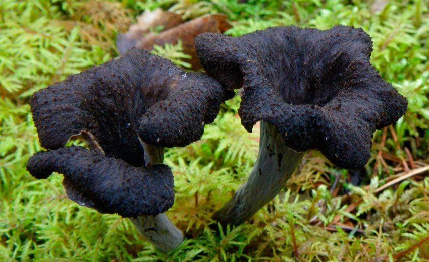 trompeta de los muertos-craterellus-cornucopioides-trompeta negra-la casa de las setas