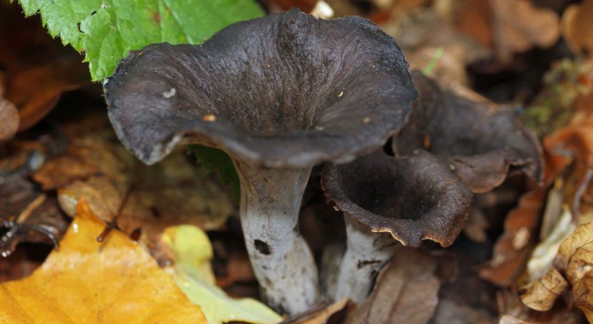 trompeta de los muertos-craterellus-cornucopioides-trompeta negra-la casa de las setas