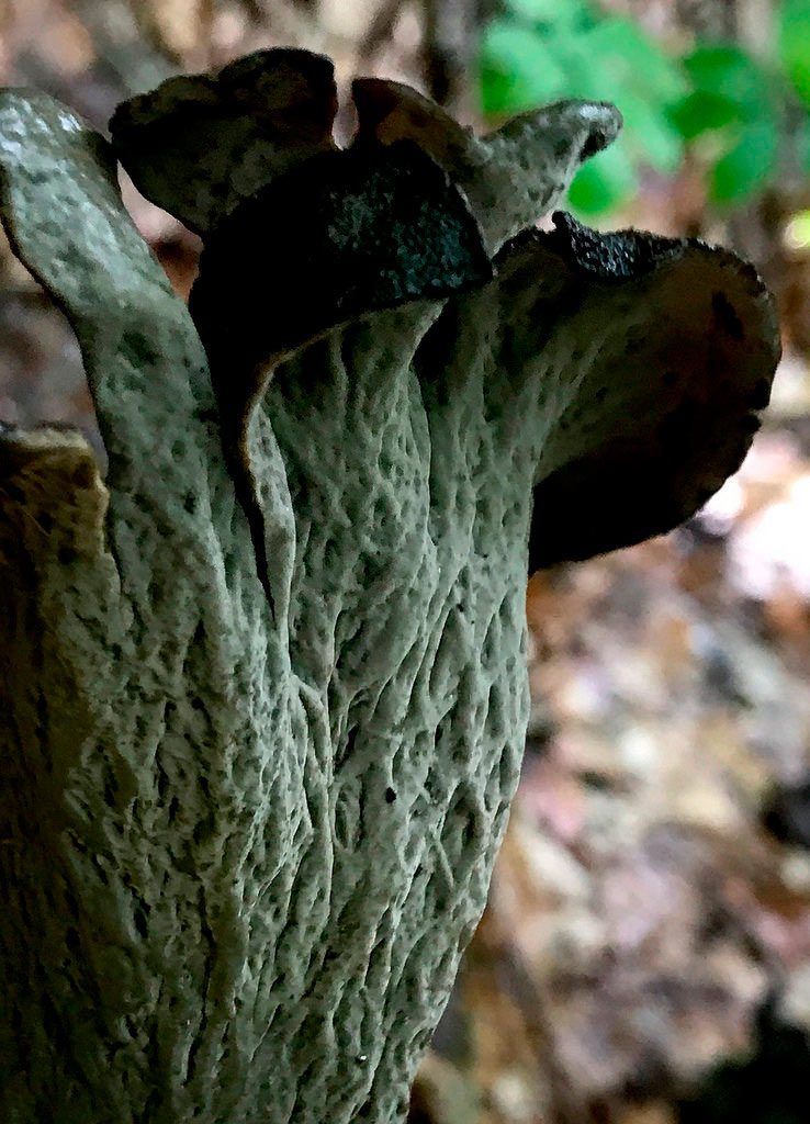 trompeta de los muertos-craterellus-cornucopioides-trompeta negra-la casa de las setas