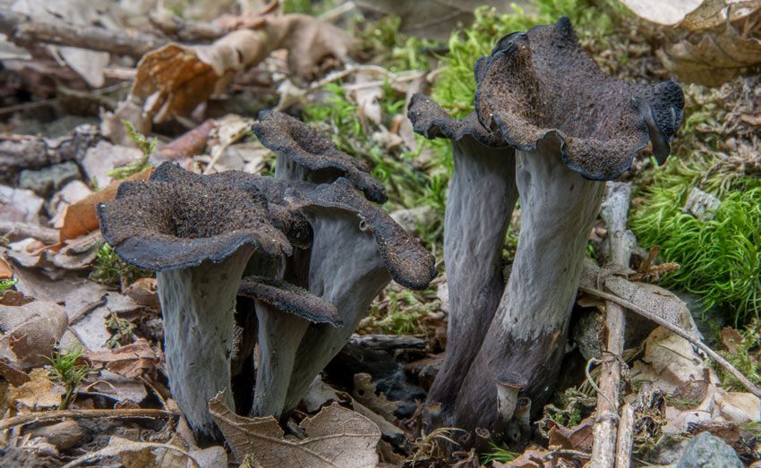 trompeta de los muertos-craterellus-cornucopioides-trompeta negra-la casa de las setas
