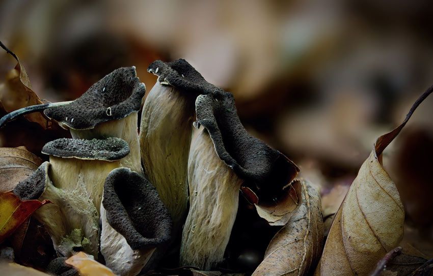 trompeta de los muertos-craterellus-cornucopioides-trompeta negra-la casa de las setas