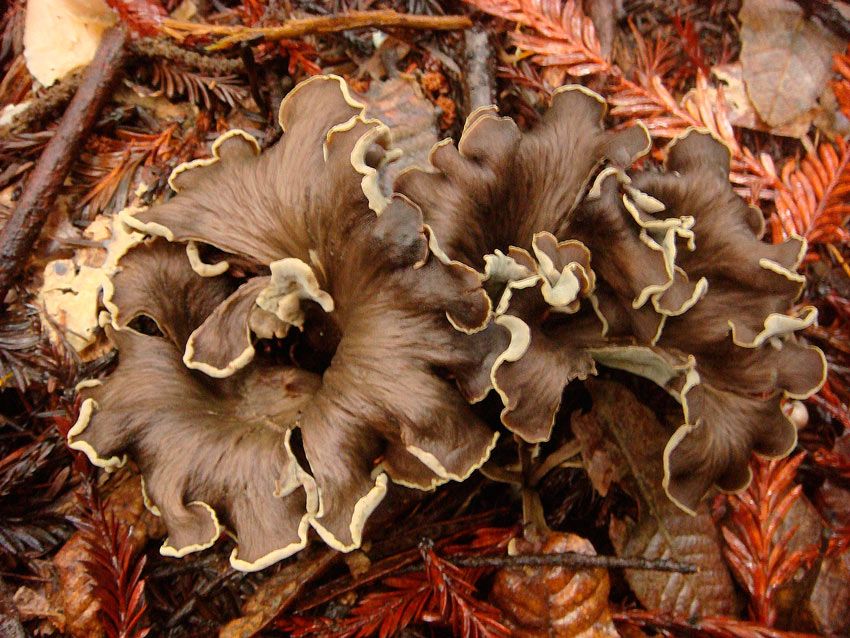 trompeta de los muertos-craterellus-cornucopioides-trompeta negra-la casa de las setas