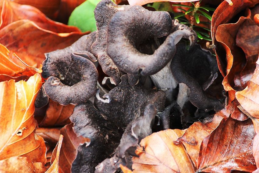 trompeta de los muertos-craterellus-cornucopioides-trompeta negra-la casa de las setas