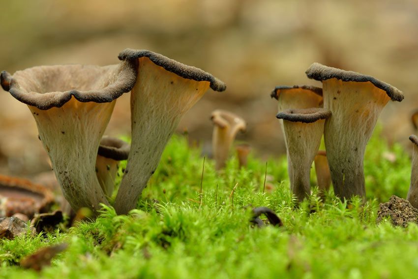 trompeta de los muertos-craterellus-cornucopioides-trompeta negra-la casa de las setas