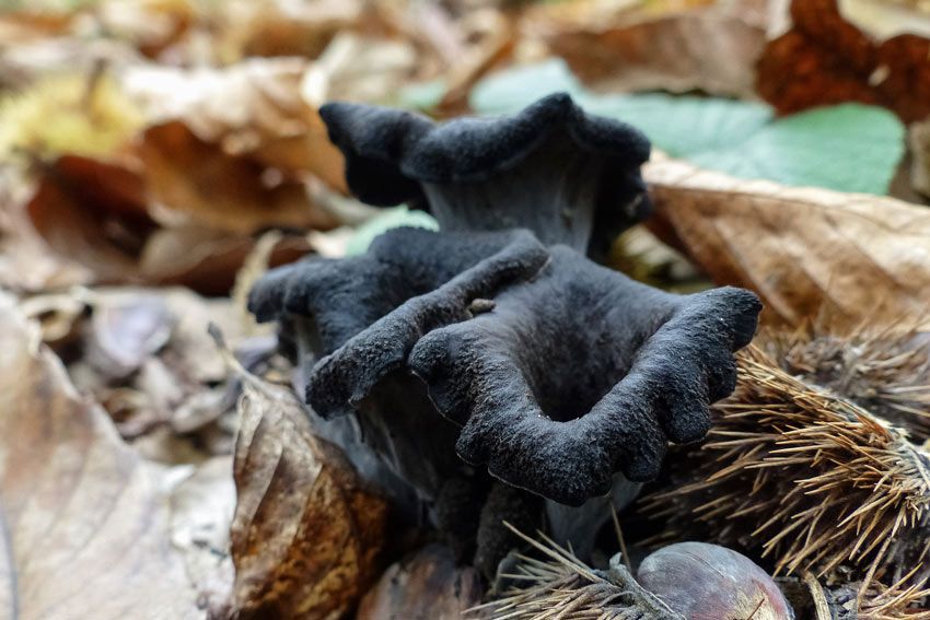 trompeta de los muertos-craterellus-cornucopioides-trompeta negra-la casa de las setas