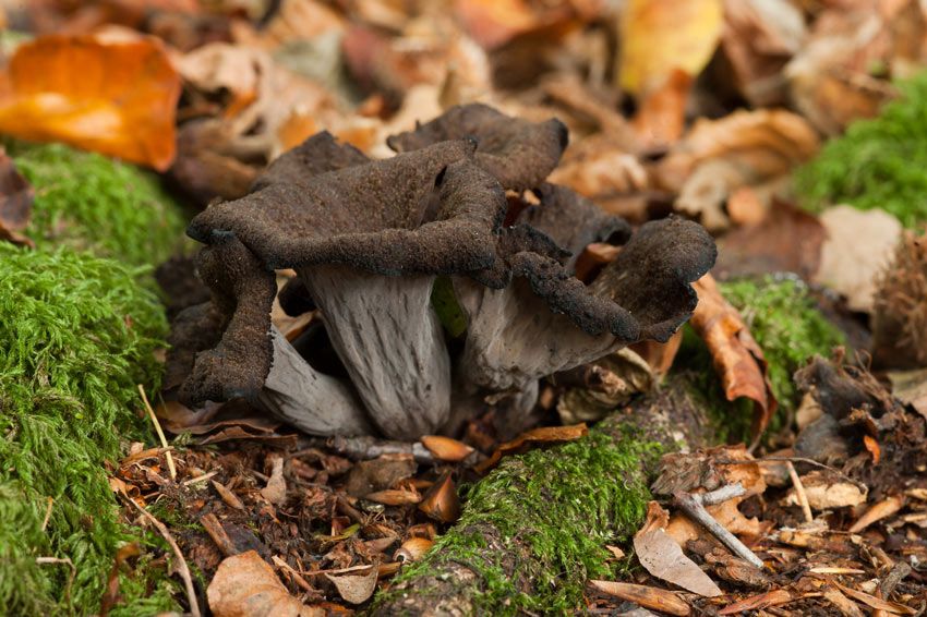 trompeta de los muertos-craterellus-cornucopioides-trompeta negra-la casa de las setas