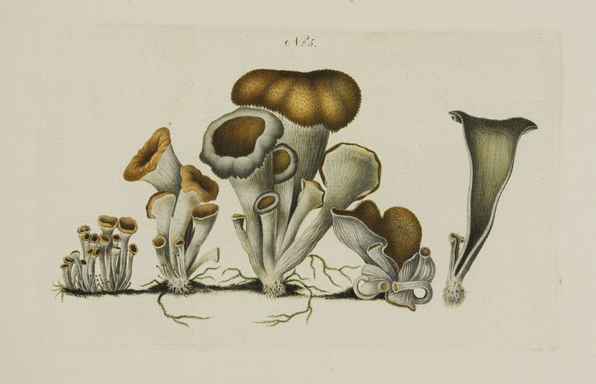 trompeta de los muertos-craterellus-cornucopioides-trompeta negra-la casa de las setas