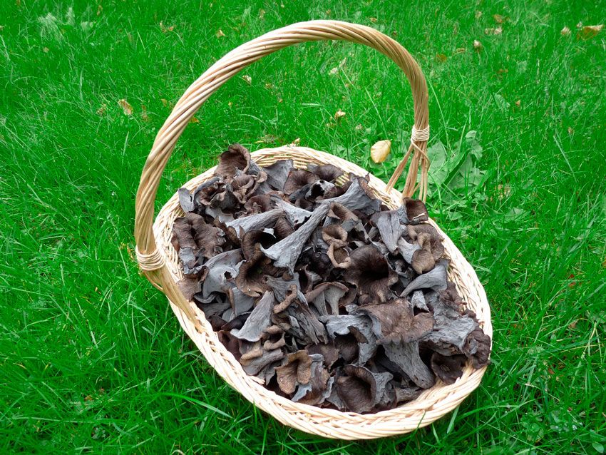 trompeta de los muertos-craterellus-cornucopioides-trompeta negra-la casa de las setas