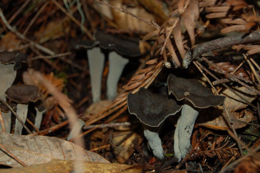 trompeta de los muertos-craterellus-cornucopioides-trompeta negra-la casa de las setas