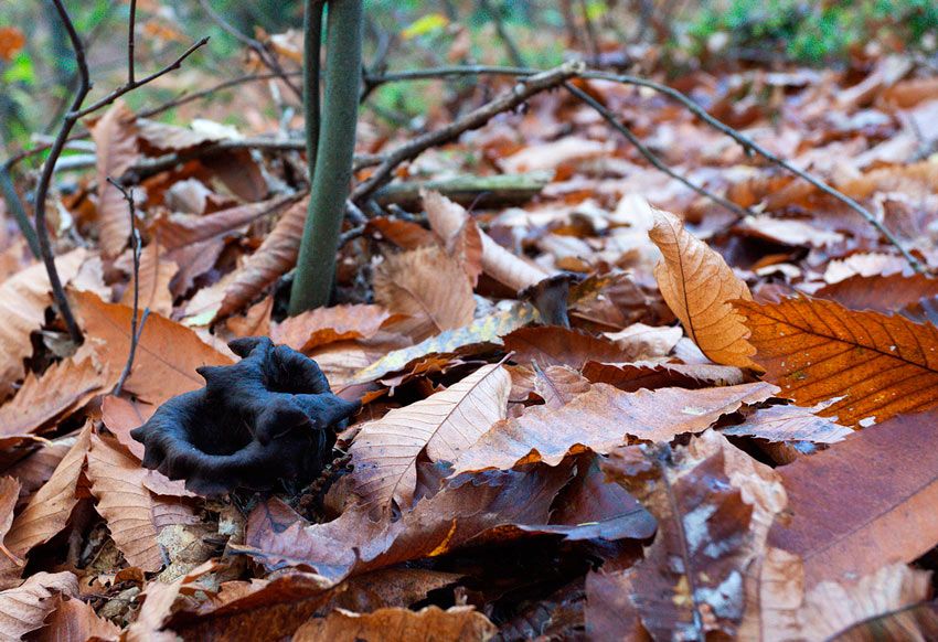 trompeta de los muertos-craterellus-cornucopioides-trompeta negra-la casa de las setas