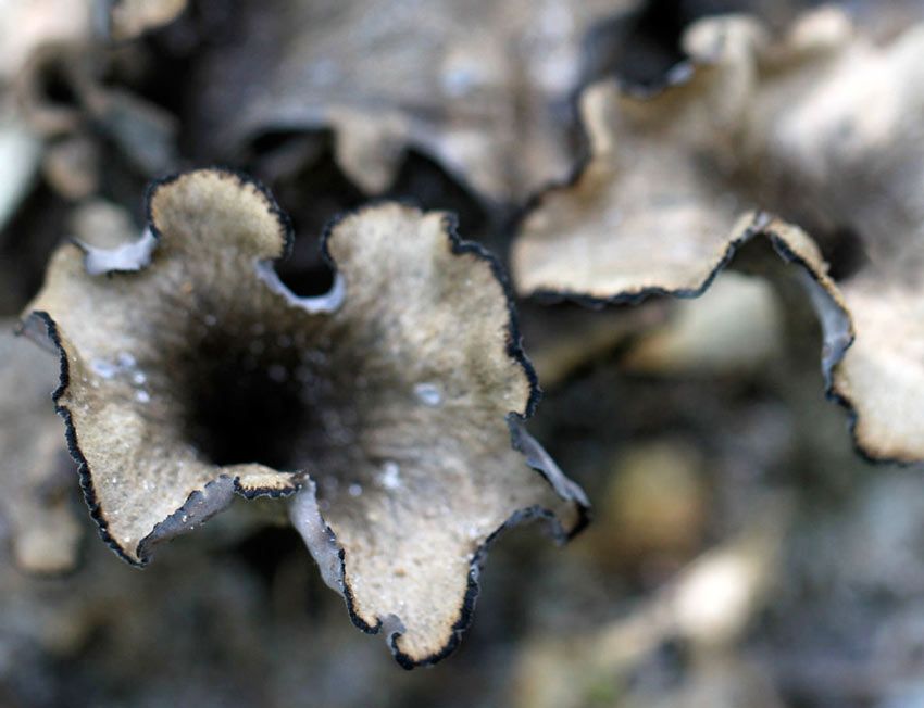 trompeta de los muertos-craterellus-cornucopioides-trompeta negra-la casa de las setas