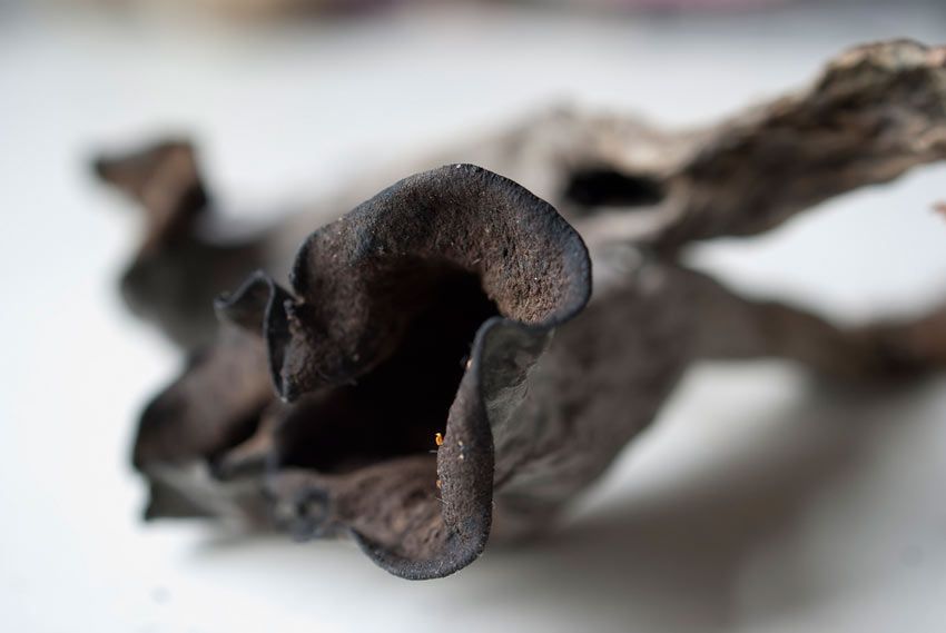 trompeta de los muertos-craterellus-cornucopioides-trompeta negra-la casa de las setas