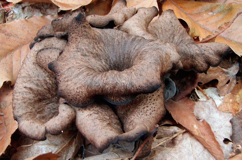 trompeta de los muertos-craterellus-cornucopioides-trompeta negra-la casa de las setas