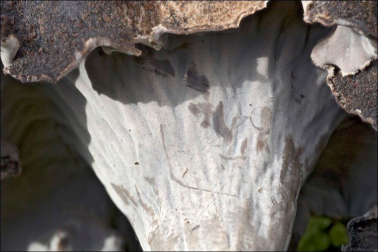 trompeta de los muertos-craterellus-cornucopioides-trompeta negra-la casa de las setas