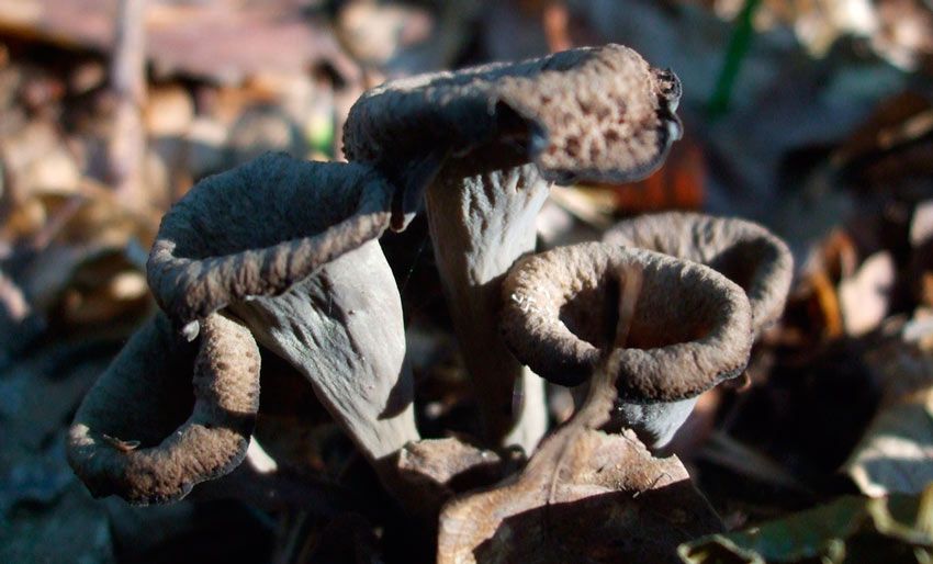 trompeta de los muertos-craterellus-cornucopioides-trompeta negra-la casa de las setas