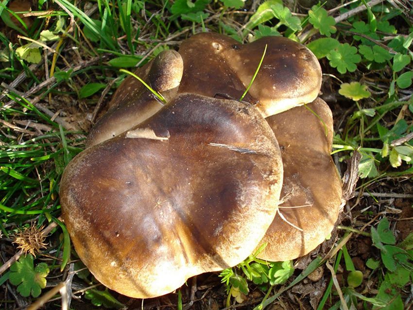 seta de cardo - pleorotus eryngii -setas comestibles - la casa de las setas