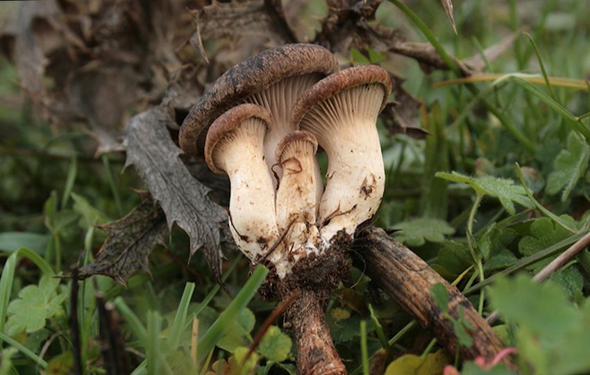 seta de cardo - pleorotus eryngii -setas comestibles - la casa de las setas
