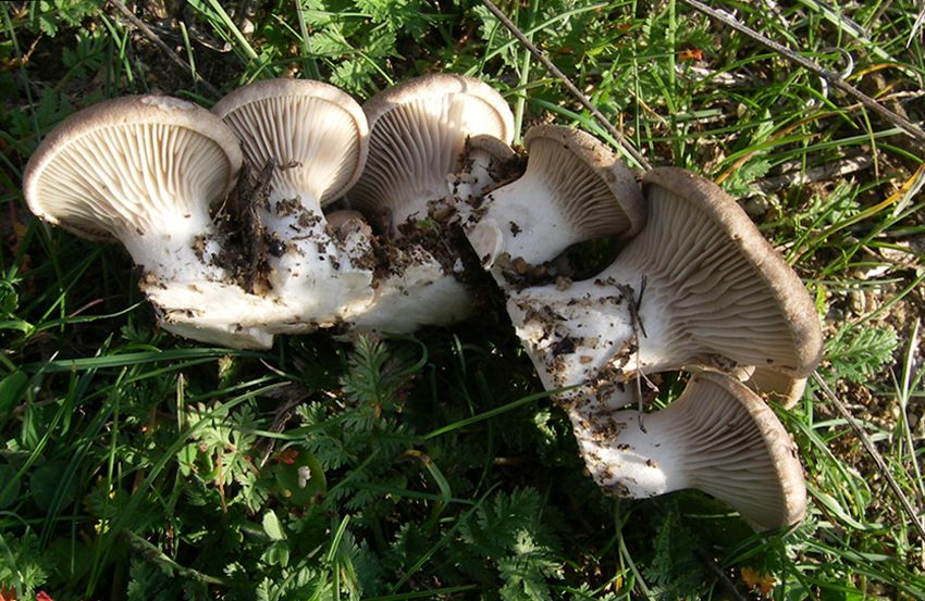 seta de cardo - pleorotus eryngii -setas comestibles - la casa de las setas