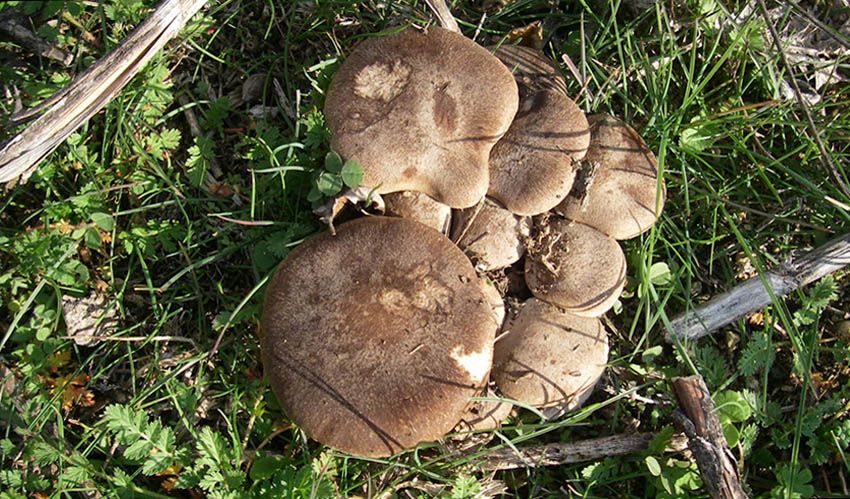 seta de cardo - pleorotus eryngii -setas comestibles - la casa de las setas