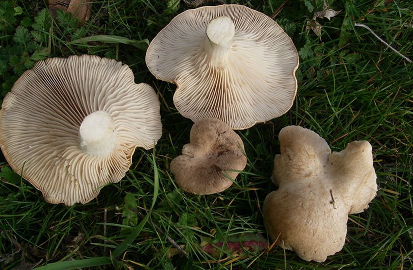 seta de cardo - pleorotus eryngii -setas comestibles - la casa de las setas