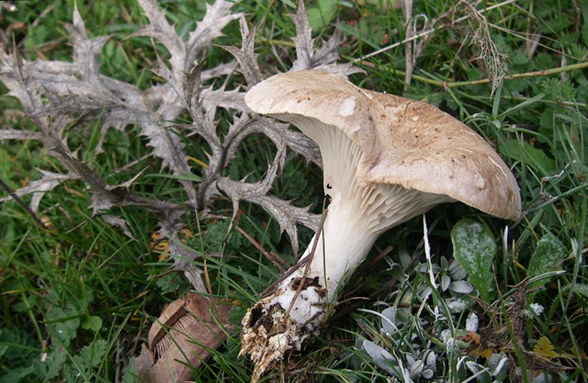 seta de cardo - pleorotus eryngii -setas comestibles - la casa de las setas