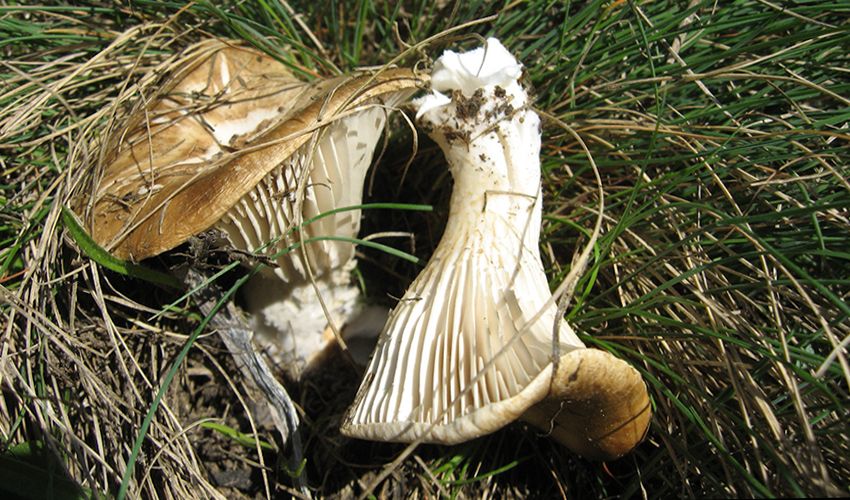 seta de cardo - pleorotus eryngii -setas comestibles - la casa de las setas