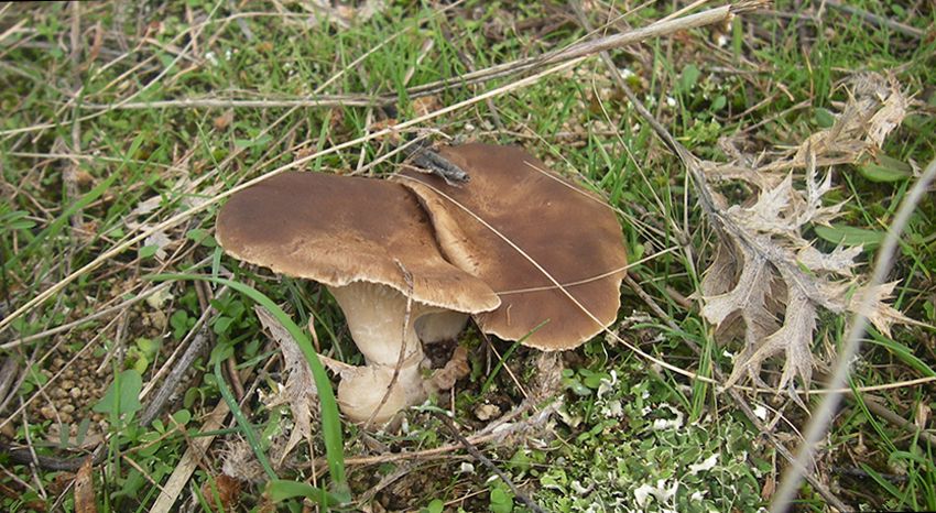 seta de cardo - pleorotus eryngii -setas comestibles - la casa de las setas