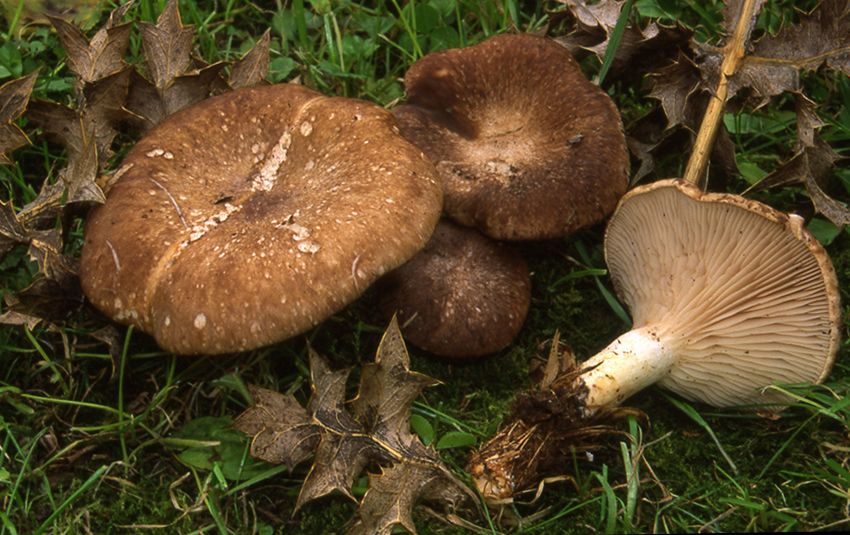 seta de cardo - pleorotus eryngii -setas comestibles - la casa de las setas
