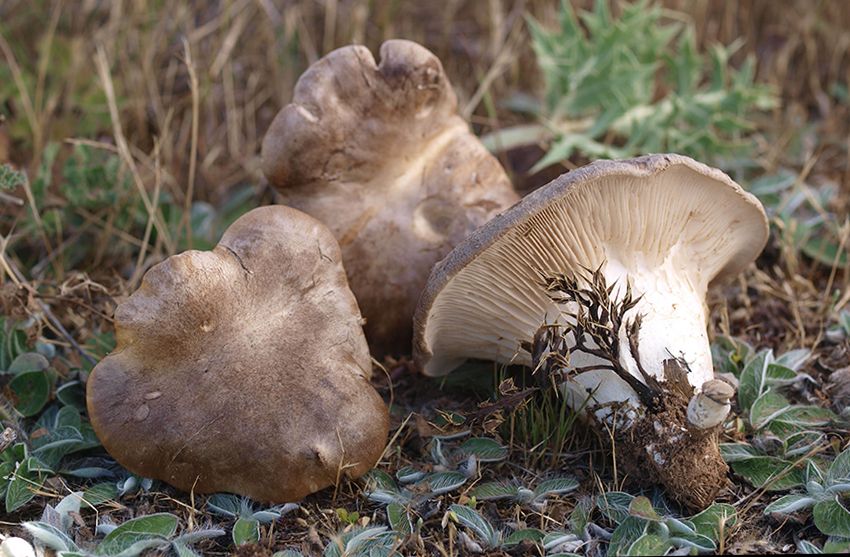 seta de cardo - pleorotus eryngii -setas comestibles - la casa de las setas