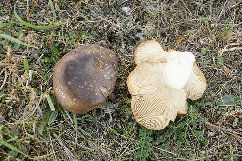 seta de cardo - pleorotus eryngii -setas comestibles - la casa de las setas