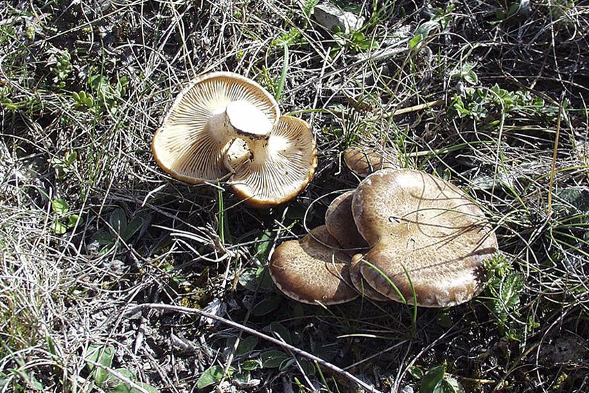 seta de cardo - pleorotus eryngii -setas comestibles - la casa de las setas