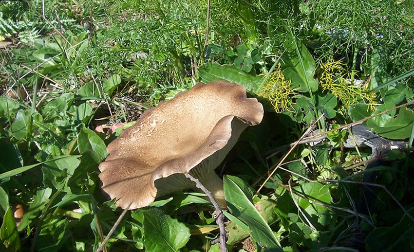 seta de cardo - pleorotus eryngii -setas comestibles - la casa de las setas