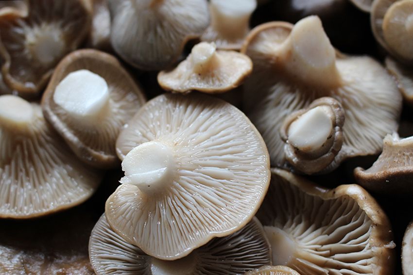 seta de cardo - pleorotus eryngii -setas comestibles - la casa de las setas