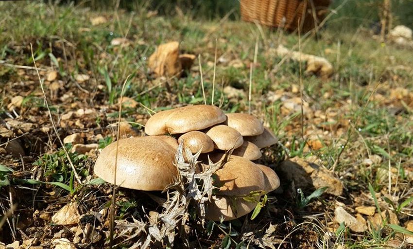 seta de cardo - pleorotus eryngii -setas comestibles - la casa de las setas